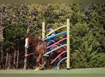 American Quarter Horse, Wałach, 10 lat, Cisawa