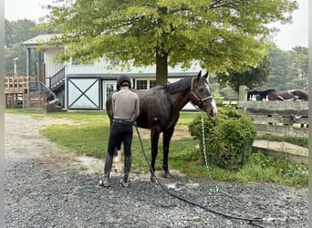 American Quarter Horse, Wałach, 10 lat, Gniada