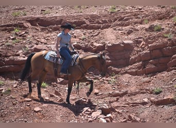 American Quarter Horse, Wałach, 10 lat, Gniada
