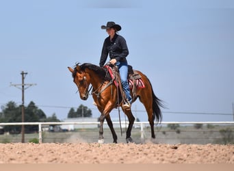 American Quarter Horse, Wałach, 10 lat, Gniada