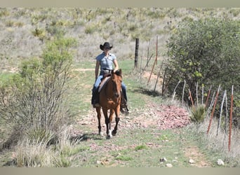American Quarter Horse, Wałach, 10 lat, Gniada