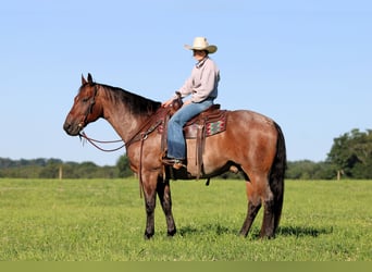 American Quarter Horse, Wałach, 10 lat, Gniadodereszowata