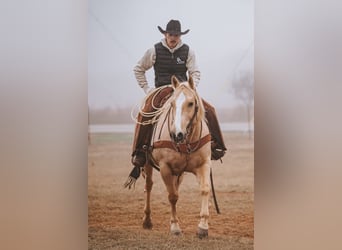 American Quarter Horse, Wałach, 10 lat, Izabelowata