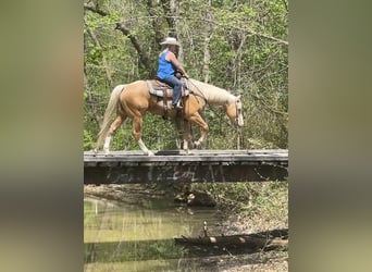 American Quarter Horse, Wałach, 10 lat, Izabelowata