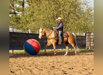 American Quarter Horse, Wałach, 10 lat, Izabelowata