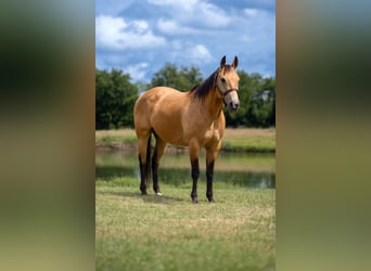 American Quarter Horse, Wałach, 10 lat, Jelenia