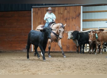 American Quarter Horse, Wałach, 10 lat, Jelenia