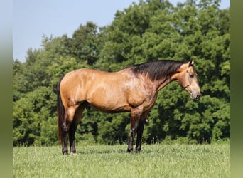 American Quarter Horse, Wałach, 10 lat, Jelenia