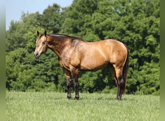 American Quarter Horse, Wałach, 10 lat, Jelenia