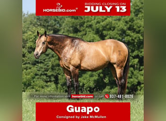 American Quarter Horse, Wałach, 10 lat, Jelenia