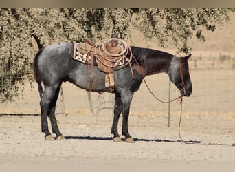 American Quarter Horse, Wałach, 10 lat, Karodereszowata