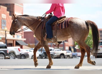 American Quarter Horse, Wałach, 10 lat, Kasztanowatodereszowata