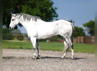 American Quarter Horse, Wałach, 10 lat, Siwa
