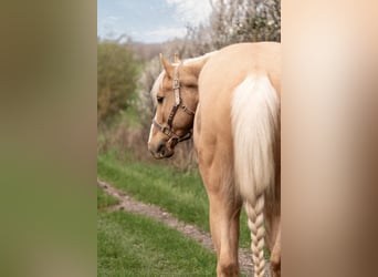 American Quarter Horse, Wałach, 10 lat, Szampańska