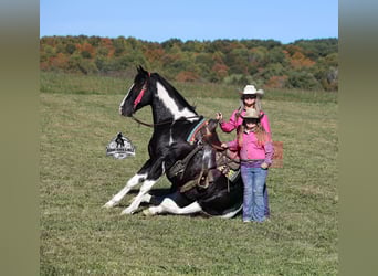 American Quarter Horse, Wałach, 10 lat, Tobiano wszelkich maści