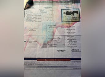 American Quarter Horse, Wałach, 10 lat, Tobiano wszelkich maści