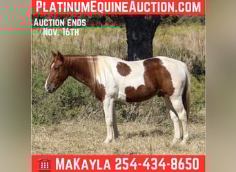 American Quarter Horse, Wałach, 11 lat, 142 cm, Tobiano wszelkich maści