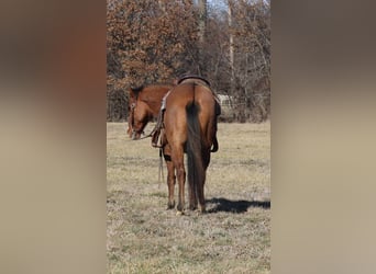 American Quarter Horse, Wałach, 11 lat, 147 cm, Bułana