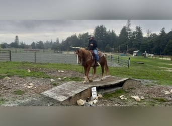 American Quarter Horse, Wałach, 11 lat, 147 cm, Ciemnokasztanowata