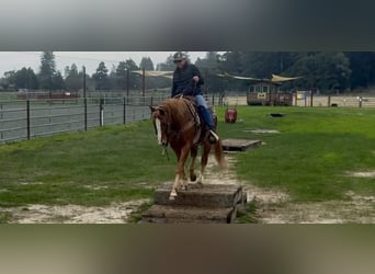 American Quarter Horse, Wałach, 11 lat, 147 cm, Ciemnokasztanowata
