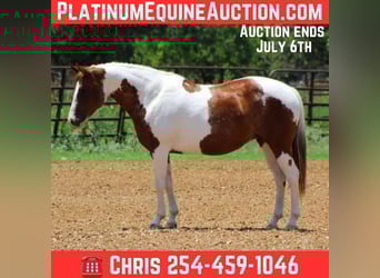 American Quarter Horse, Wałach, 11 lat, 147 cm, Ciemnokasztanowata