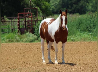 American Quarter Horse, Wałach, 11 lat, 147 cm, Ciemnokasztanowata