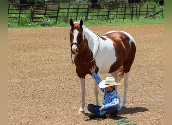 American Quarter Horse, Wałach, 11 lat, 147 cm, Ciemnokasztanowata