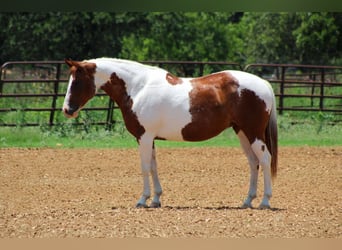 American Quarter Horse, Wałach, 11 lat, 147 cm, Ciemnokasztanowata