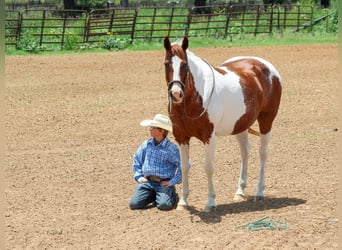 American Quarter Horse, Wałach, 11 lat, 147 cm, Ciemnokasztanowata