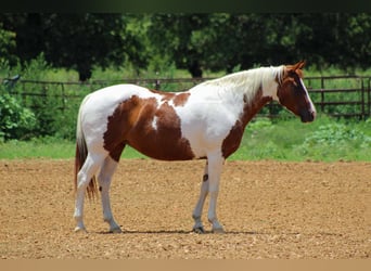 American Quarter Horse, Wałach, 11 lat, 147 cm, Ciemnokasztanowata