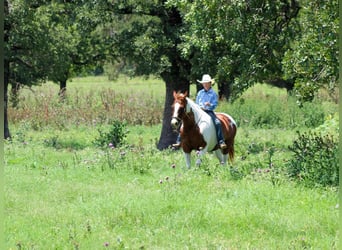 American Quarter Horse, Wałach, 11 lat, 147 cm, Ciemnokasztanowata