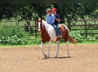 American Quarter Horse, Wałach, 11 lat, 147 cm, Ciemnokasztanowata