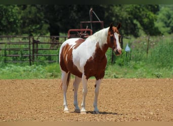 American Quarter Horse, Wałach, 11 lat, 147 cm, Ciemnokasztanowata