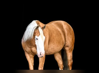 American Quarter Horse, Wałach, 11 lat, 147 cm, Izabelowata