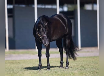 American Quarter Horse, Wałach, 11 lat, 147 cm, Kara