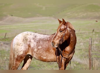 American Quarter Horse, Wałach, 11 lat, 147 cm, Kasztanowatodereszowata