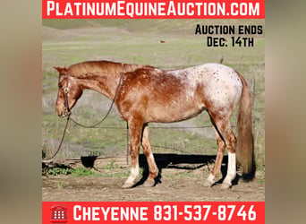 American Quarter Horse, Wałach, 11 lat, 147 cm, Kasztanowatodereszowata