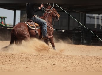 American Quarter Horse, Wałach, 11 lat, 150 cm, Cisawa