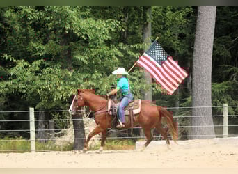 American Quarter Horse, Wałach, 11 lat, 150 cm, Cisawa