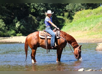 American Quarter Horse, Wałach, 11 lat, 150 cm, Cisawa