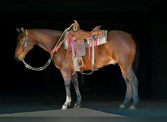 American Quarter Horse, Wałach, 11 lat, 150 cm, Gniada