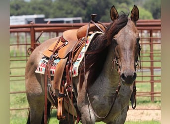 American Quarter Horse, Wałach, 11 lat, 150 cm, Grullo