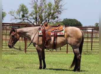 American Quarter Horse, Wałach, 11 lat, 150 cm, Grullo
