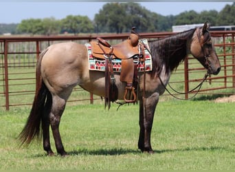 American Quarter Horse, Wałach, 11 lat, 150 cm, Grullo