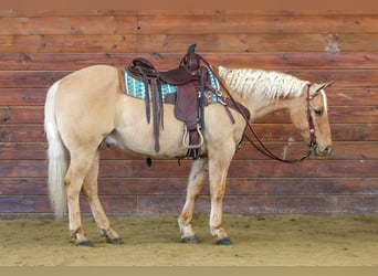 American Quarter Horse, Wałach, 11 lat, 150 cm, Izabelowata