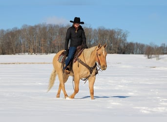 American Quarter Horse, Wałach, 11 lat, 150 cm, Izabelowata