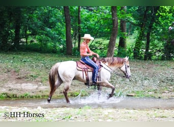 American Quarter Horse, Wałach, 11 lat, 150 cm, Szampańska