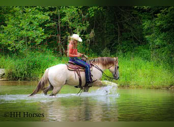 American Quarter Horse, Wałach, 11 lat, 150 cm, Szampańska
