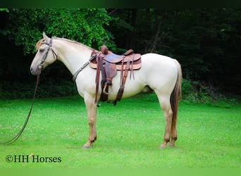American Quarter Horse, Wałach, 11 lat, 150 cm, Szampańska