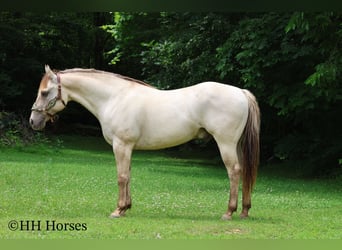 American Quarter Horse, Wałach, 11 lat, 150 cm, Szampańska